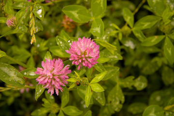 Water drops on grass, macro