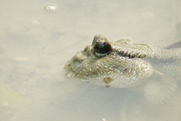Portrait of a Giant Mudskipper