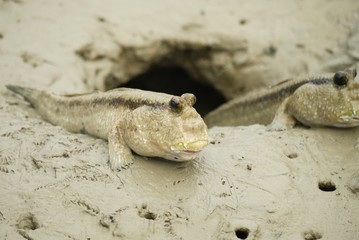Portrait of a Giant Mudskipper