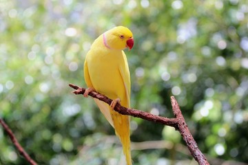 Lutino Ringneck, Inde