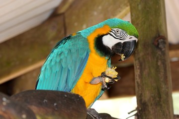 Macaw parrot, South America