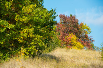 Fototapeta premium fall