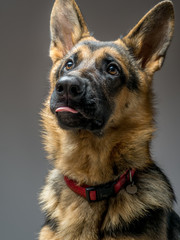 German shepherd