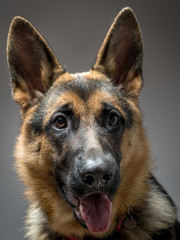 German shepherd