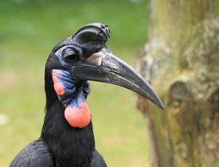 calao caffre © joël BEHR