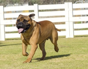 Bullmastiff dog