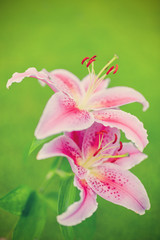 Fototapeta na wymiar Lilies in the garden