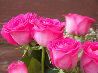 Pink Roses