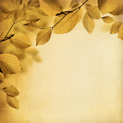 Fall background with texture and leaves