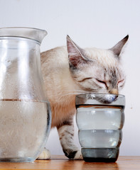 cute kitten drinking