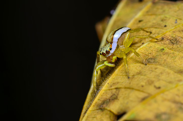 spider