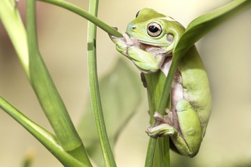 Australian Green Tree Frog
