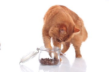 Katze fischt Leckerli aus Glas