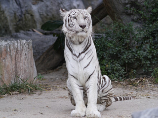 The white tiger