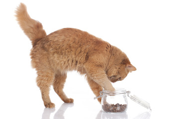 Katze fischt Leckerli aus Glas