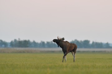 Moose bull walking in the meadow