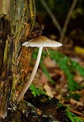 Small white mushroom on rotting tree trunk