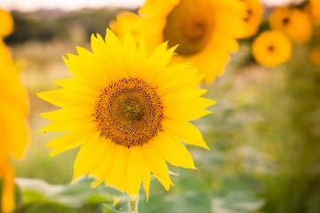 Fototapeta premium Sunflower field