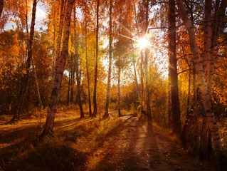 Papier Peint photo autocollant Automne beautiful autumn background, sunset in forest