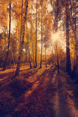 beautiful autumn background, sunset in forest