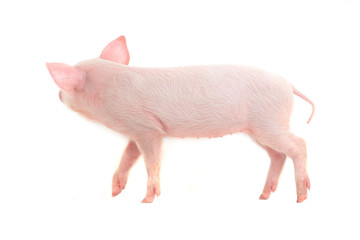 pig