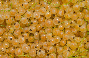 Berries of yellow currant 3