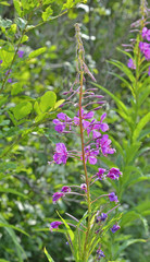 Fototapete bei efototapeten.de bestellen   