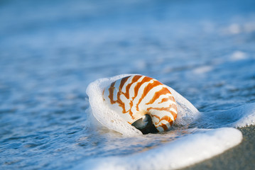 nautilus shell on white Florida beach sand under the sun light