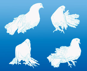 four white pigeon on blue background