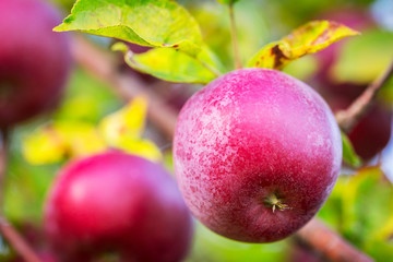 Ripe apples on the tree