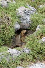 Iguane terrestre des Galapagos