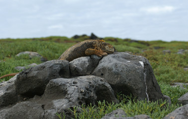 Iguane terrestre des Galapagos