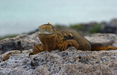 Iguane terrestre des Galapagos