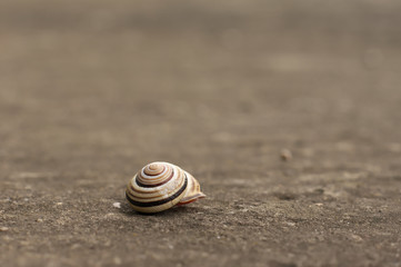 Small snail