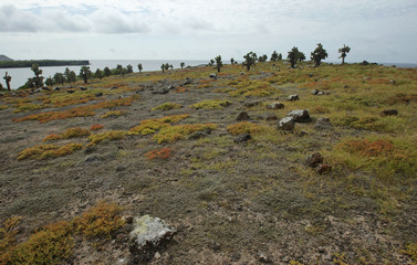 Cactus sur les Galapagos
