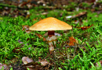 Mushroom suillus grevillei