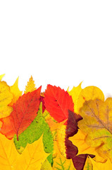 background from autumn leaves