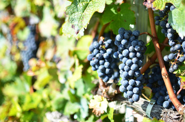 Grapes in Lavaux, Switzerland