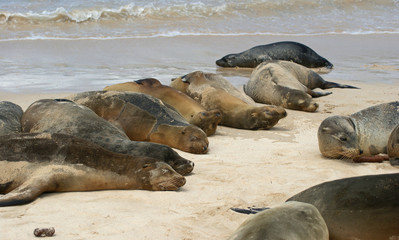 Fototapeta premium Otarie des Galapagos