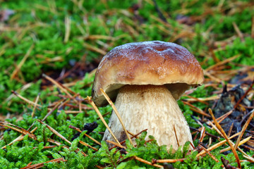 Boletus edulis