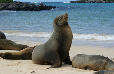 Fototapeta premium Otarie des Galapagos