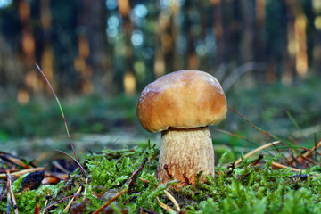 Boletus edulis