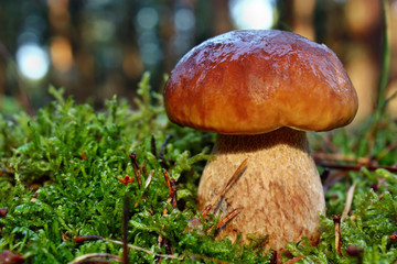 Mushroom boletus