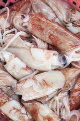 brown squids on fish market