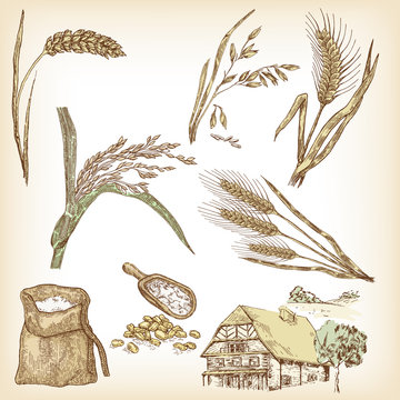 Cereals set. Hand drawn illustration wheat, rye, oats, rice