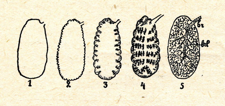 Lungs: 1newt, 2frog, 3primitive reptile, 4turtle, 5mammal