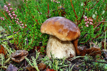 Boletus edulis