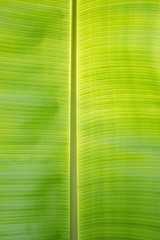 Banana leaves