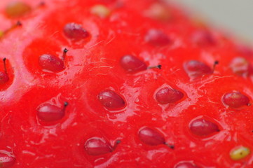 superfragola