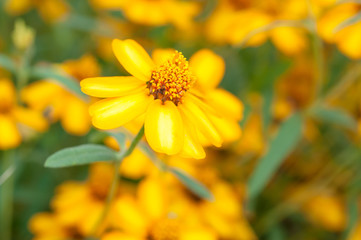 Yellow flowers